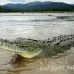 crocodile_american_tar_h_1126_cos2074.jpg
